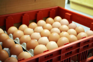 oeufs-frais-bio-poules-vosges-beldicot